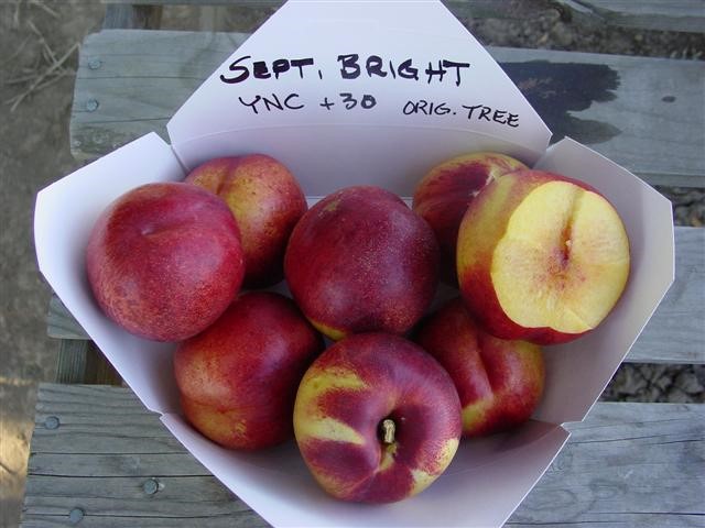 http://www.bradfordgenetics.com/images/NECTARINE%20IMAGES/26P490_September%20Bright/SEPTBRG.JPG